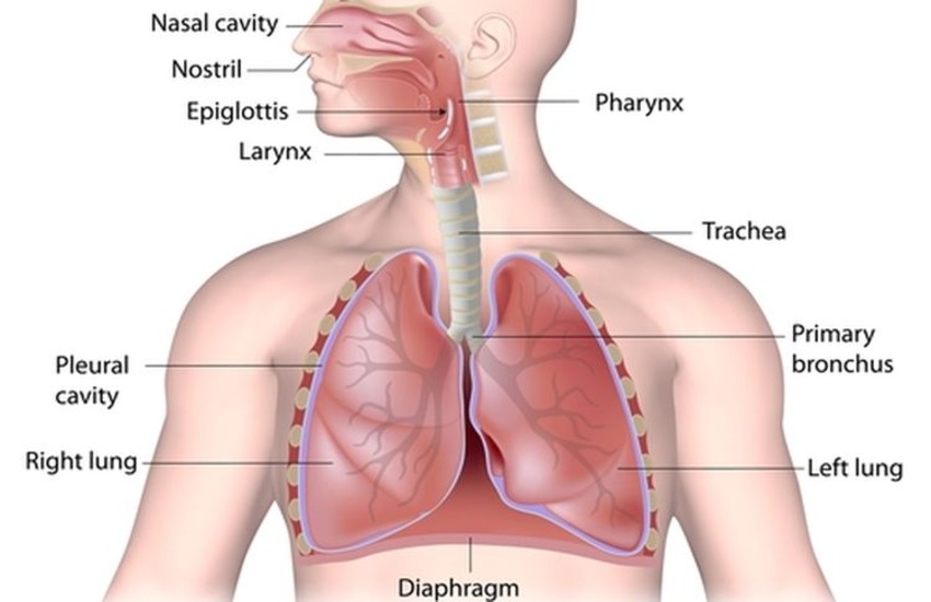 Sistem Pernapasan Manusia: Pengertian, Proses, Organ dan Bagian-bagiannya